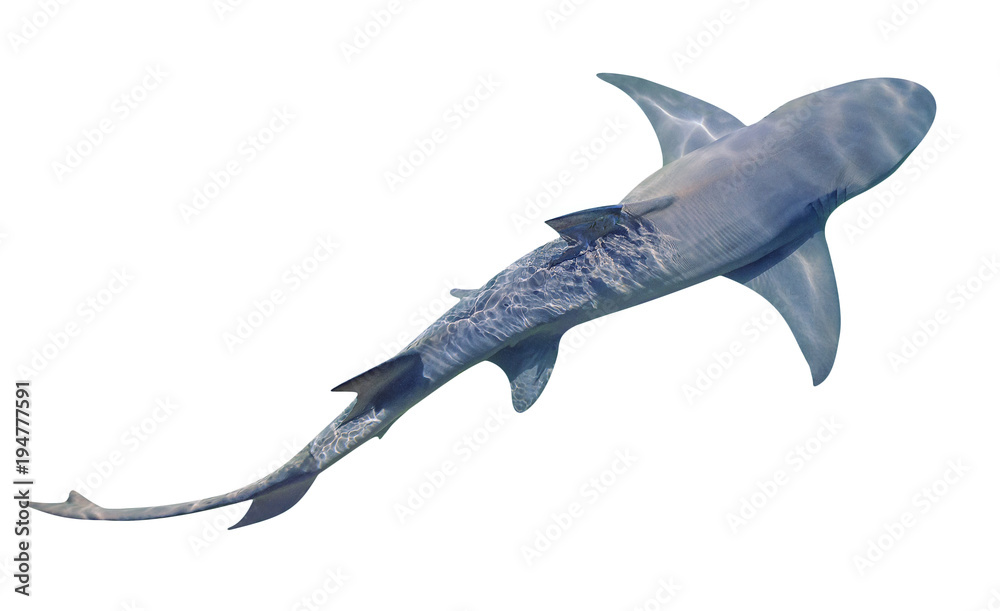 Obraz premium Sicklefin Lemon shark, Negaprion acutidens, na białym tle. Rekin cytrynowy to piaszczysta rafa w pobliżu krawędzi rafy. Skopiuj miejsce. Widok z góry.