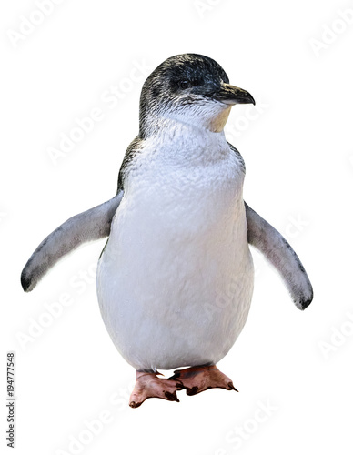 A standing Little Australian Penguin, isolated on white background. Front view. Australian penguins are famous in the following islands: Phillip Island, Penguin Island and Bruny Island.
