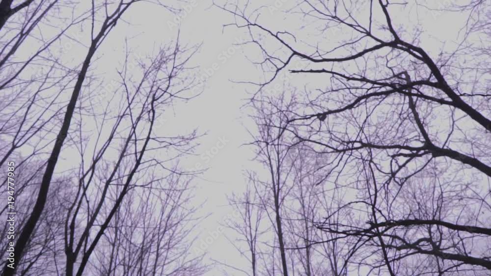 Forest on an Overcast day Forest on an Overcast day