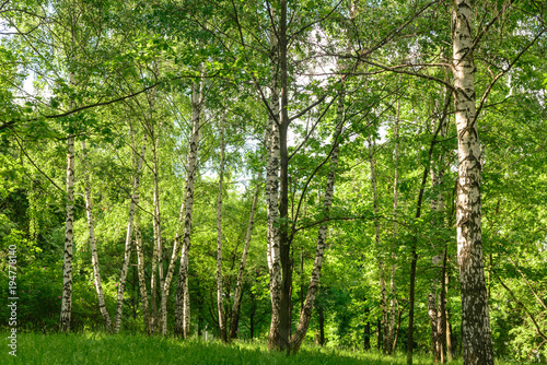 Birch forest