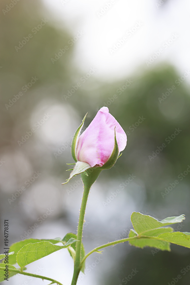 Pink rose flower in the garden Pink rose flower in the garden
