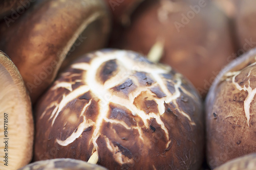 Fotografie Fresh Shiitake mushroom close up in market
