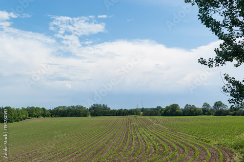 Agriculture: green cultivated  field