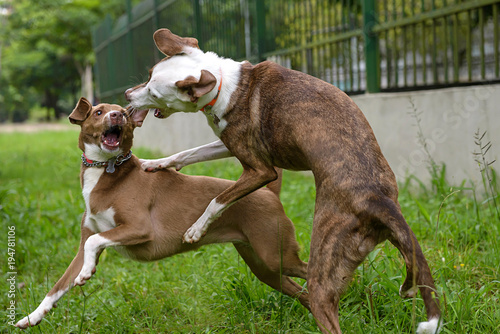 Foto dogs fighting