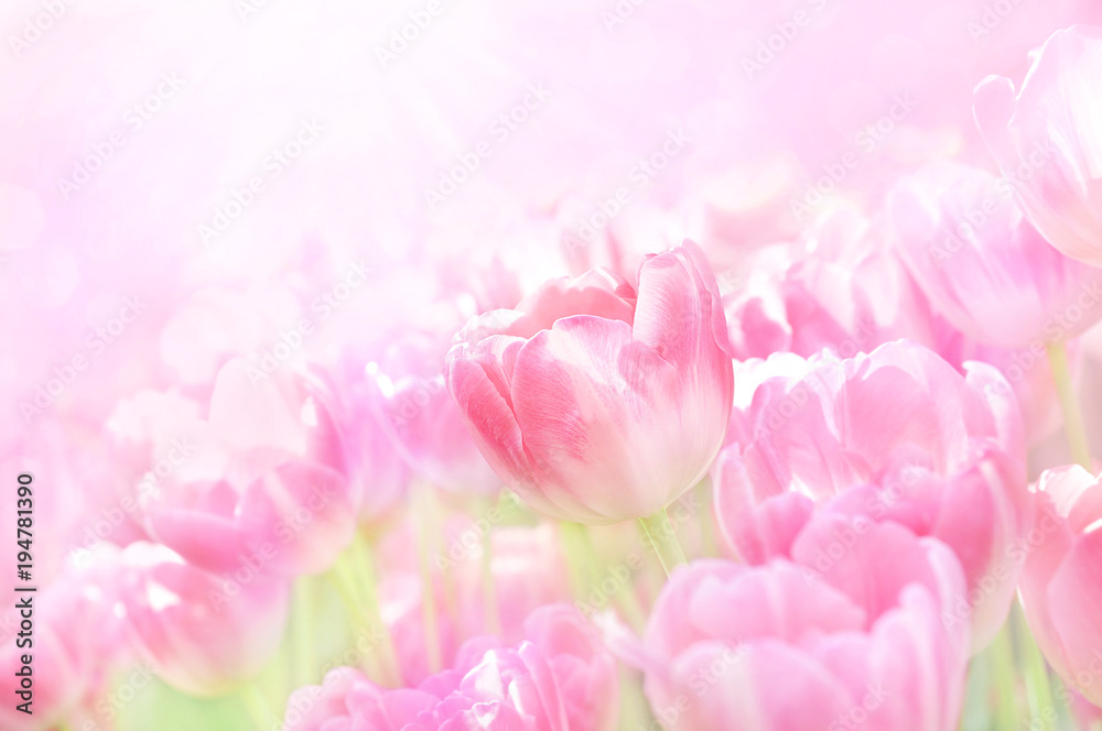Spring blossoming tulips, bokeh flower background, pastel and soft floral card, selective focus, toned