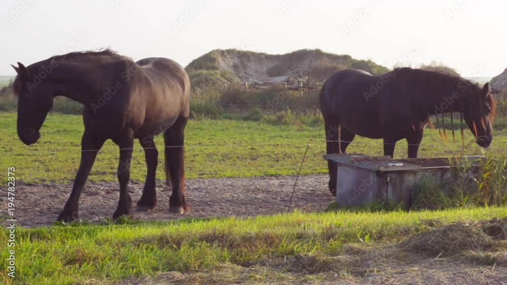 scratching purebred friesian horses scratching purebred friesian horses