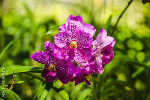 the species orchid of thailand
 photo