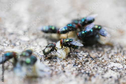 Close up of bluebottle eating dried fish
