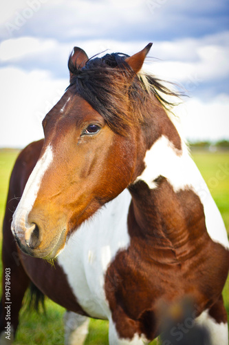 brown & white horse headshot © Melanie