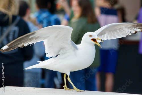 Seagul in a Crowd