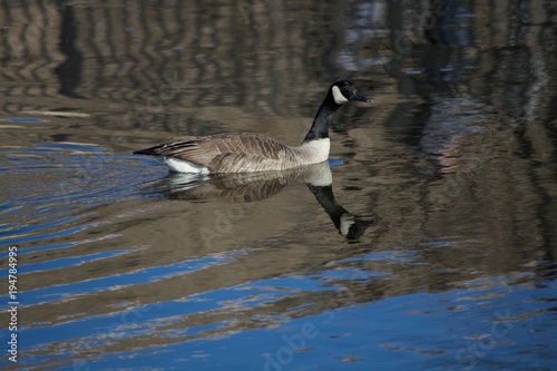 Canada Goose swimming in the Fox River in Illinois. 