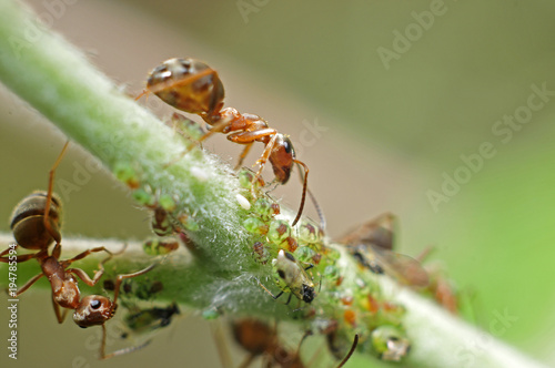 The ants eat aphids © pdm