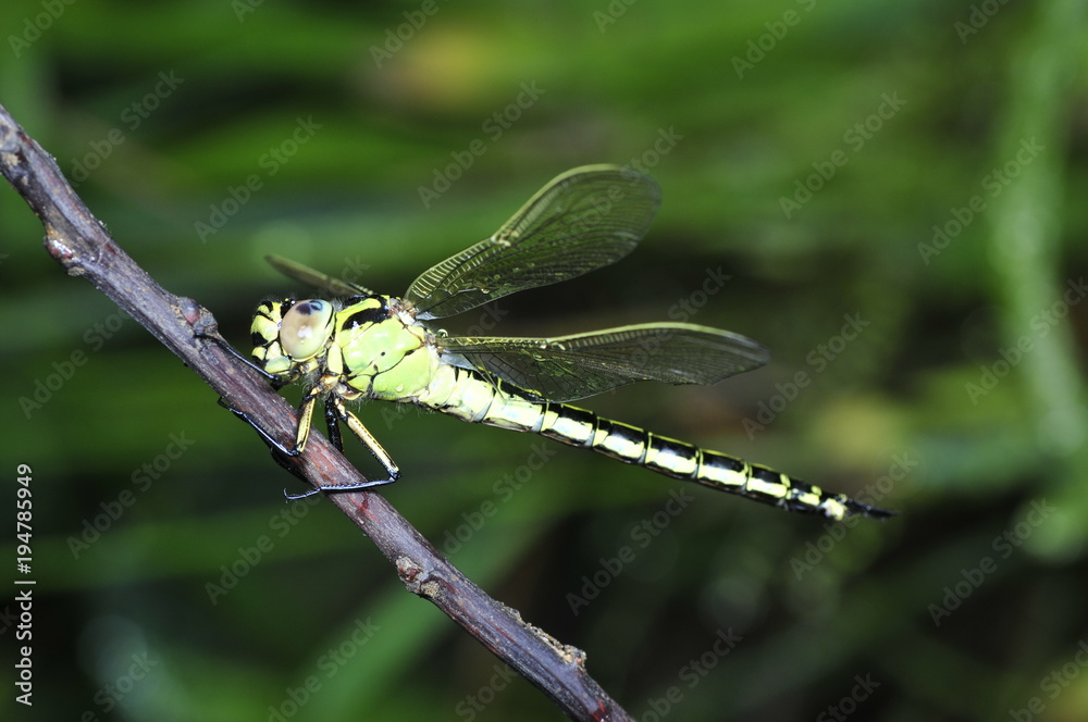 A dragonfly on the green plants A dragonfly on the green plants