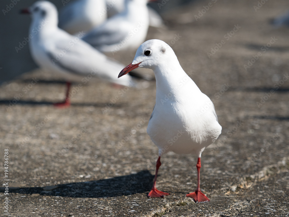 Fototapeta premium カモメ