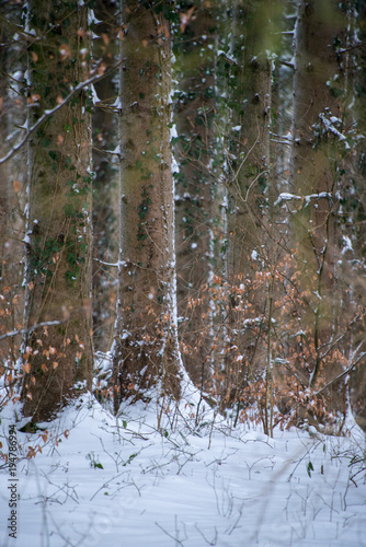 La foret en hiver