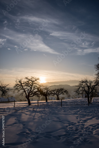 Arbre sous la neige