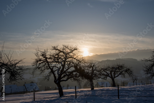 Un verger en Hiver