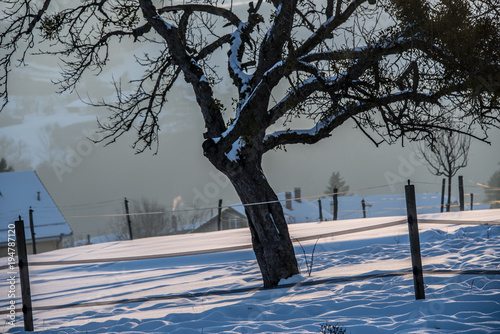 Arbre sous la neige