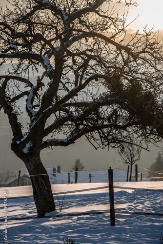 Arbre sous la neige en Hiver