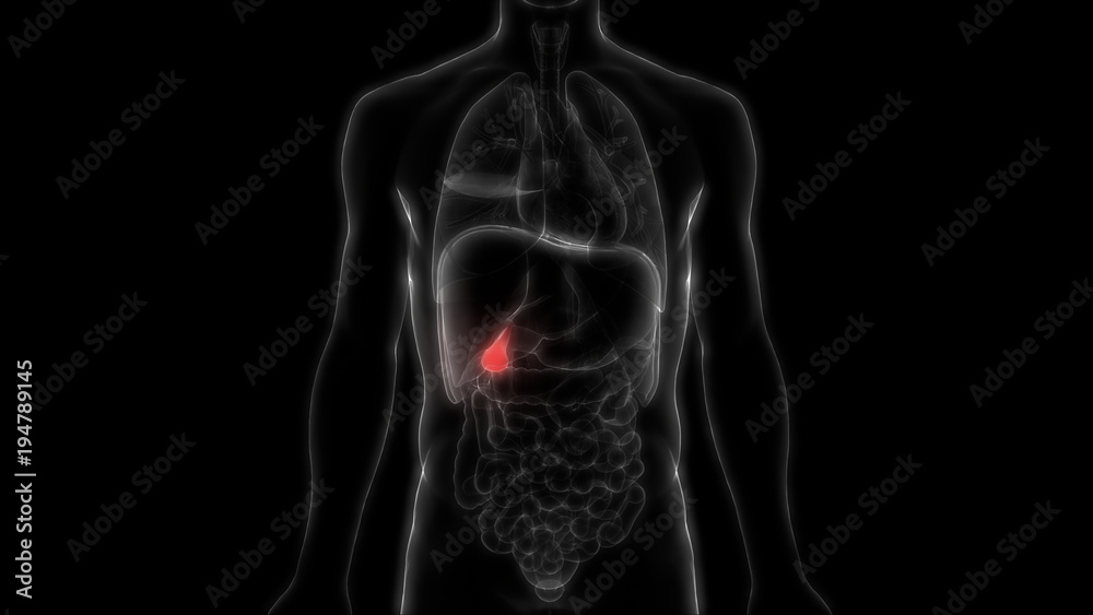 Human Body Organs Anatomy (Gallbladder) Stock Illustration | Adobe Stock