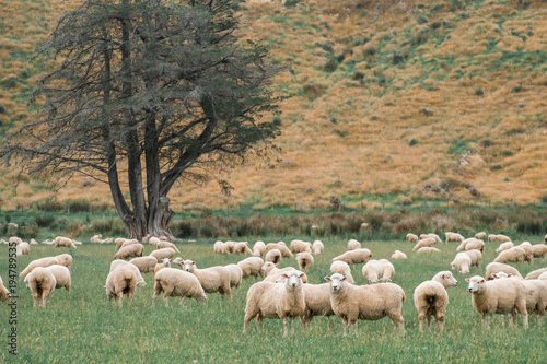 Flock of sheeps grazing in green farm in New Zealand, Green color tone effected.