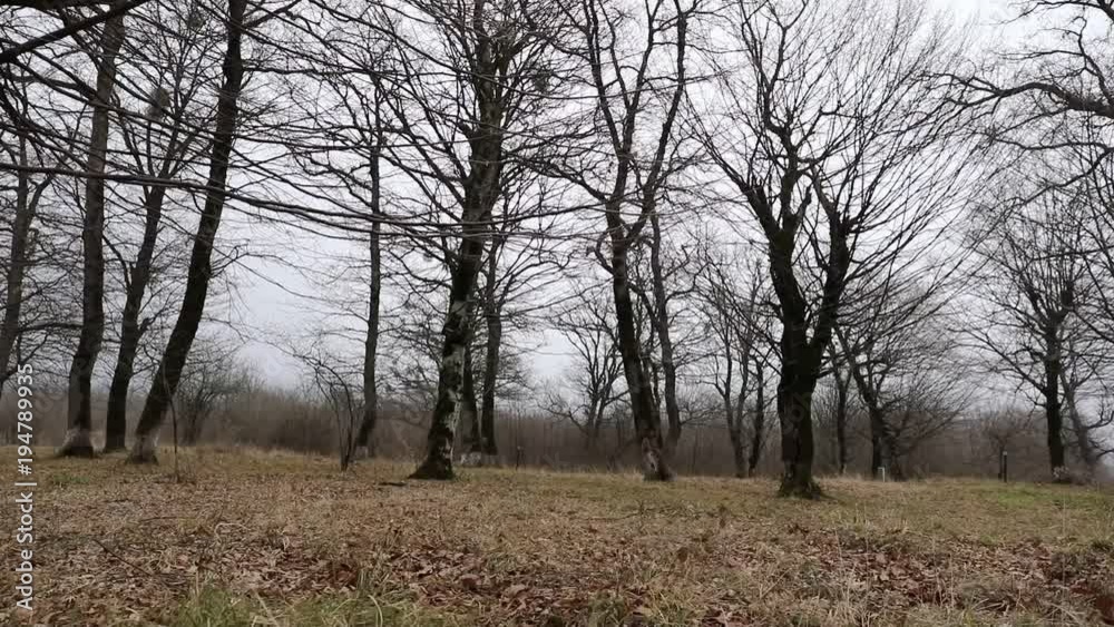 Horror dead winter forest in fog. Slider shot of trees silhouettes or morning in foggy forest. Fog flows through the winter forest. Azerbaijan nature Horror dead winter forest in fog. Slider shot of trees silhouettes or morning in foggy forest. Fog flows through the winter forest. Azerbaijan nature
