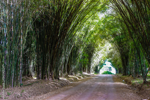 Bamboo tunnel at organic farm