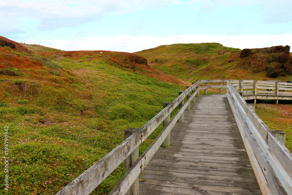 Boardwalk with beautiful scenic surrounding in phillip island Victoria, Australia
