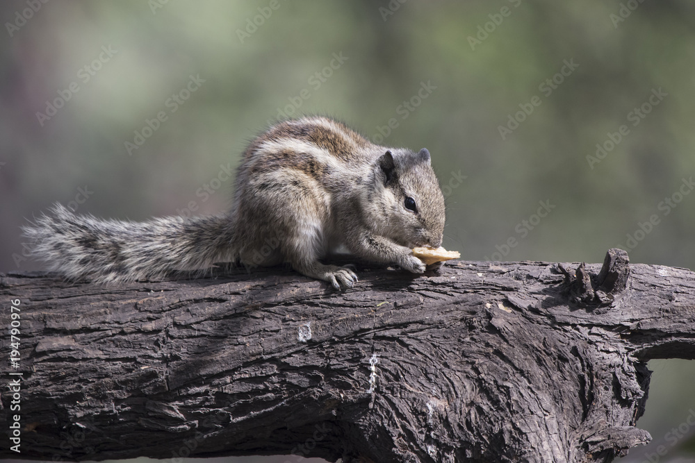 Indian palm squirrel that sits on a tree trunk and eats on a sunny winter day Indian palm squirrel that sits on a tree trunk and eats on a sunny winter day