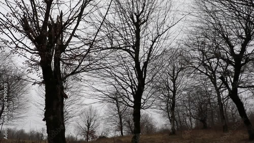 Horror dead winter forest in fog. Slider shot of trees silhouettes or morning in foggy forest. Fog flows through the winter forest. Azerbaijan nature 