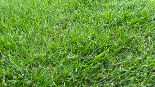 Sliding shot of lush green grass