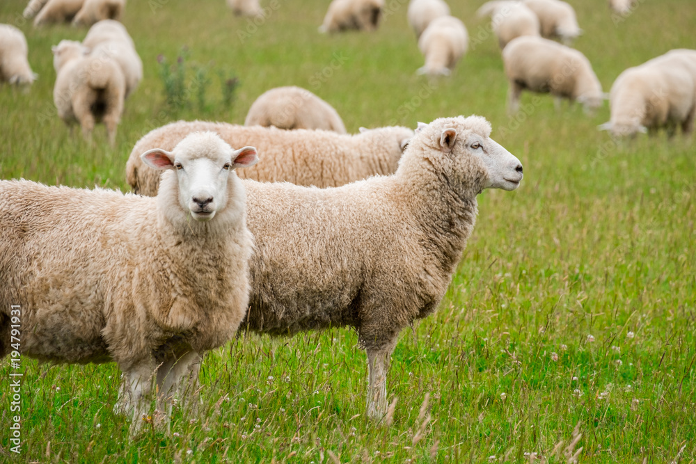 Flock of sheeps grazing in green farm in New Zealand