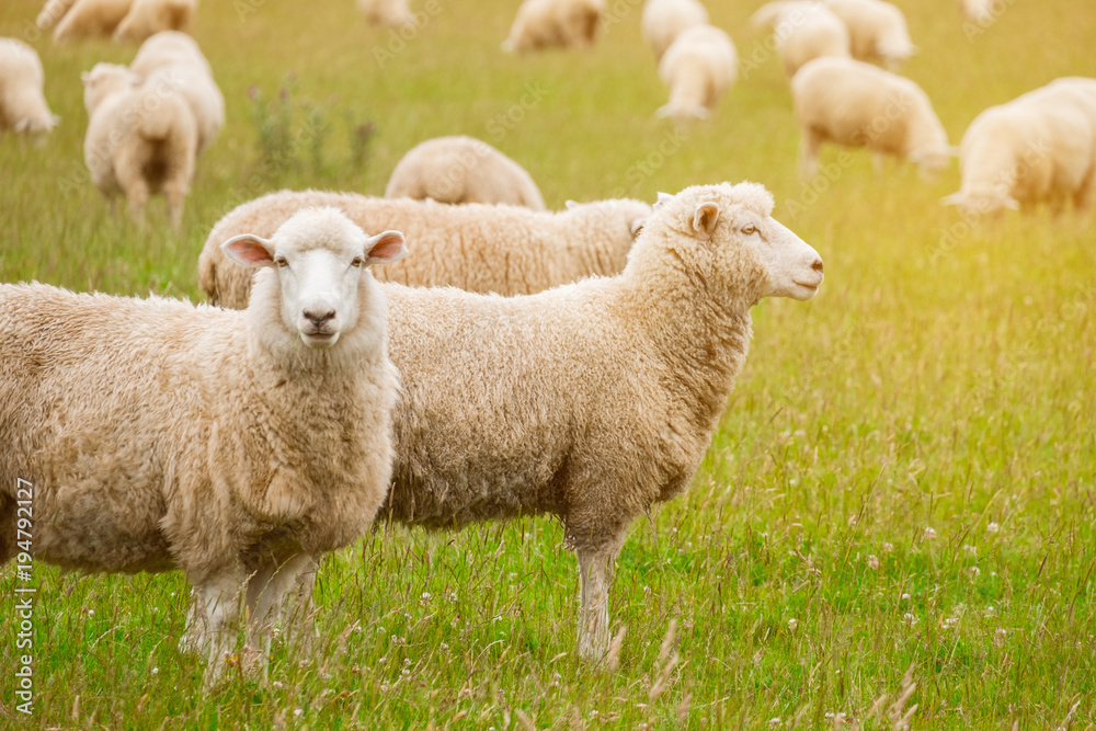 Flock of sheeps grazing in green farm in New Zealand with warm sunlight effect. Flock of sheeps grazing in green farm in New Zealand with warm sunlight effect.