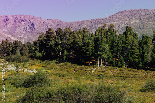 Mountain view from the valley with a pine forest. A tourist trip to the mountains. National Park, nature reserve Kuznetsky Alatau. photo