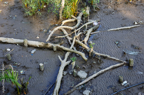 水辺の枯れ木枯れ枝