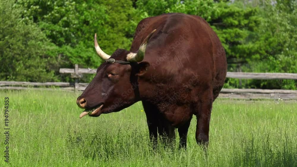 long horned cow has hiccups 4k long horned cow has hiccups 4k