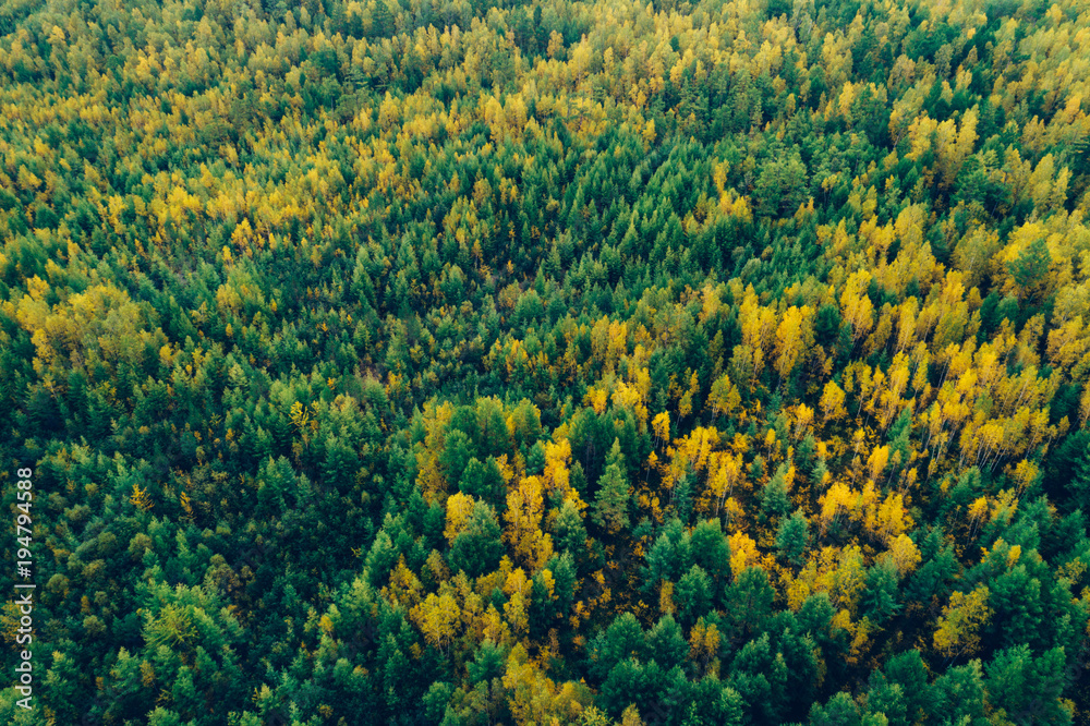 aerial shot of autumn forest landscape aerial shot of autumn forest landscape