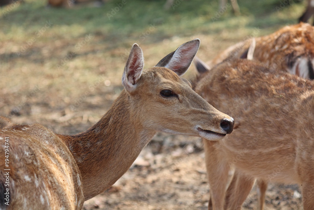Deers, they live at a zoo in Thailand Asia, for the research and the reproduction. Deers, they live at a zoo in Thailand Asia, for the research and the reproduction.