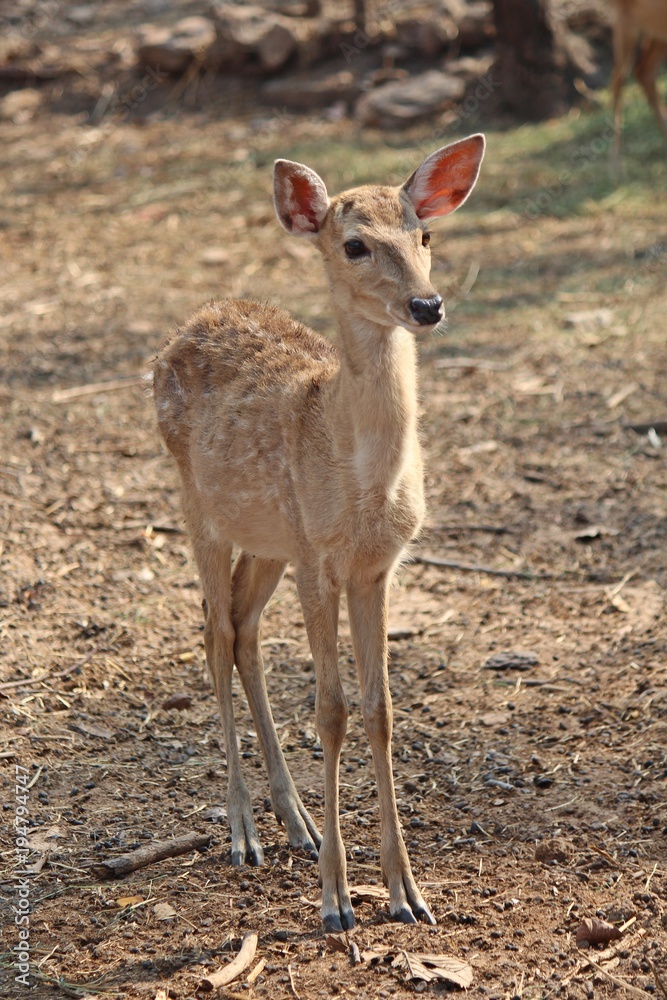 Deers, they live at a zoo in Thailand Asia, for the research and the reproduction. Deers, they live at a zoo in Thailand Asia, for the research and the reproduction.