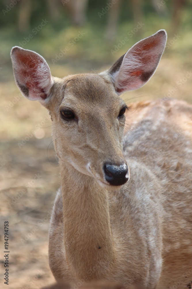 Fototapeta premium Deers, they live at a zoo in Thailand Asia, for the research and the reproduction.