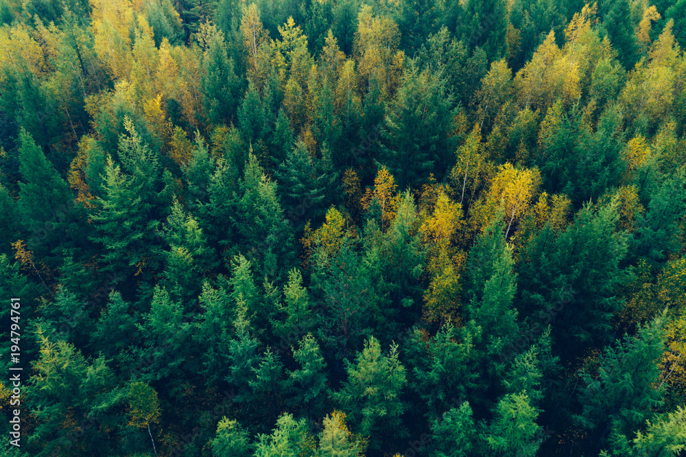 aerial shot of autumn forest landscape aerial shot of autumn forest landscape