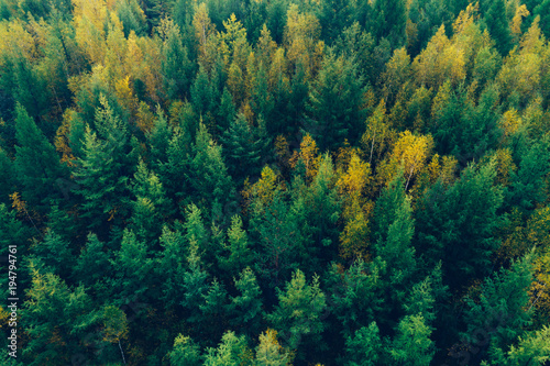 aerial shot of autumn forest landscape