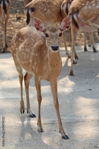 Deers,  they live at a zoo in Thailand  Asia,  for the research and the reproduction. © PICHAYANON
