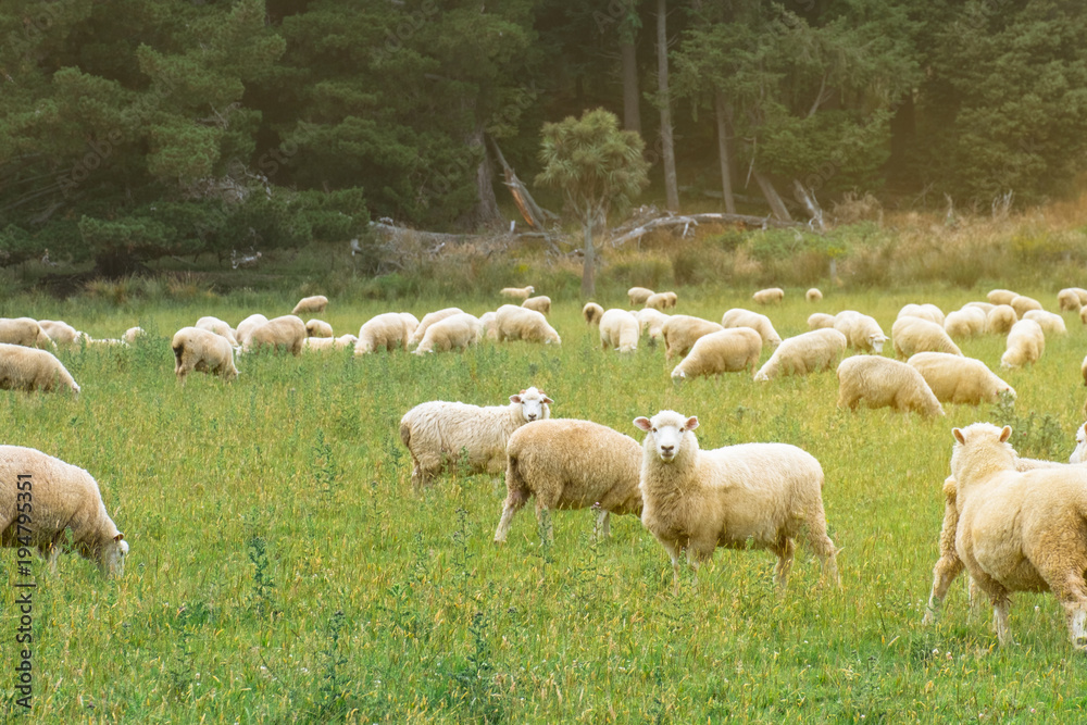 Flock of sheeps grazing in green farm in New Zealand with warm sunlight effect. Flock of sheeps grazing in green farm in New Zealand with warm sunlight effect.