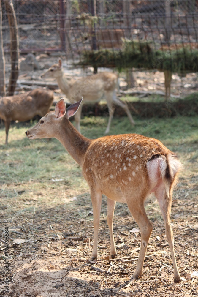 Deers, they live at a zoo in Thailand Asia, for the research and the reproduction. Deers, they live at a zoo in Thailand Asia, for the research and the reproduction.