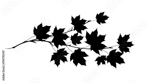 Black sihlouette of maple twig with leaves
