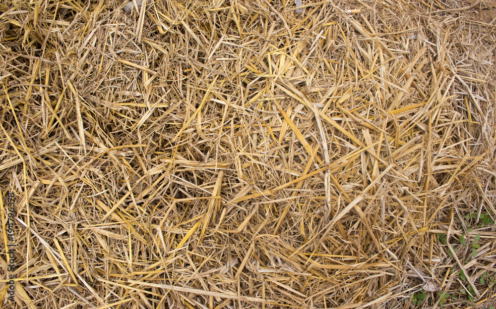 straw, dry straw, straw background texture.