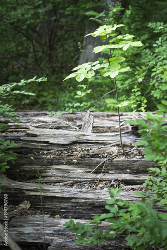 Seedling growing from a rotting fallen tree isolated by sunlight. 