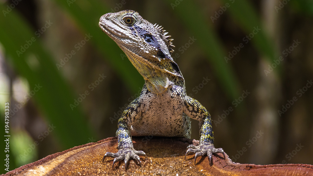 Dragon Dragon