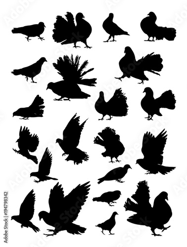 Pigeons silhouette. Good use for symbol, logo, web icon, mascot, sign, or any design you want.
